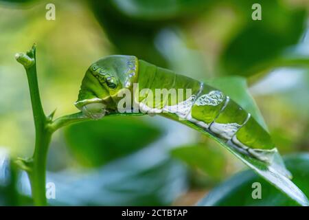 Großer Gelber Mormon - Papilio lowi, schöner großer Schmetterling aus südostasiatischen Wäldern und Wiesen, Borneo, Indonesien. Stockfoto