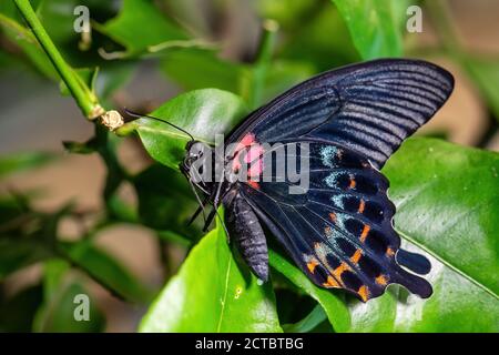 Großer Gelber Mormon - Papilio lowi, schöner großer Schmetterling aus südostasiatischen Wäldern und Wiesen, Borneo, Indonesien. Stockfoto