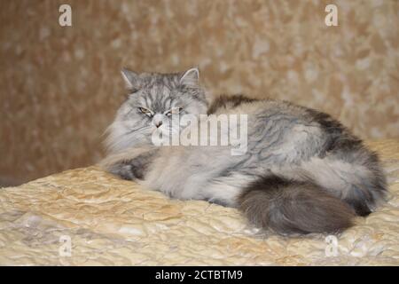 Grau, kawaii, niedlich, flauschig Scottish Highland Straight Langhaar Katze mit großen orangefarbenen Augen und langen Schnurrbart im Bett zu Hause. Stockfoto