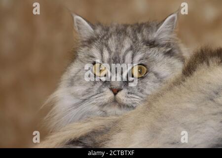 Grau, kawaii, niedlich, flauschig Scottish Highland Straight Langhaar Katze mit großen orangefarbenen Augen und langen Schnurrbart im Bett zu Hause. Stockfoto