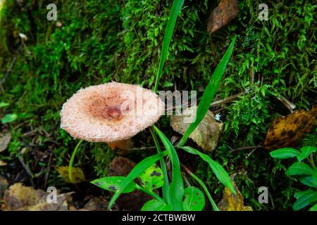 Wollmilchmann Lactarius torminosus im Herbstwald. Der Pilz ist essbar. Besser zum Einkannen geeignet. Stockfoto