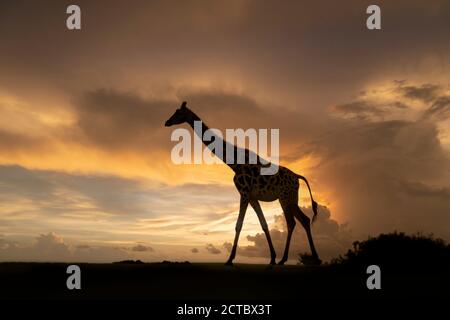 Isolierte Giraffe (Giraffa camelopardalis), die in der Dämmerung mit dramatischen Wolken in einem Sonnenuntergangshimmel fast silhouettiert, UK Safari Park. Stockfoto