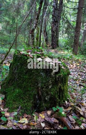 Nahaufnahme von moosigem Stumpf mit einem Pilz oben und trockenen Kiefernnadeln im Herbstwald, Waldsubstrat, herbstliches Laub, trockene Herbstblätter Stockfoto