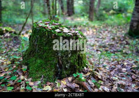 Nahaufnahme von moosigem Stumpf mit einem Pilz oben und trockenen Kiefernnadeln im Herbstwald, Waldsubstrat, herbstliches Laub, trockene Herbstblätter Stockfoto