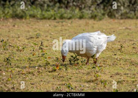 Domestizierte weiße Gans, die über die Weide wandern Stockfoto