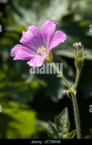 Druce's Crane's-Bill Geranium (Geranium x oxonianum Yeo) Blüht in einem englischen Garten Stockfoto