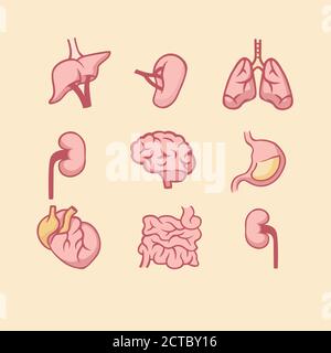 Menschliche innere Organe eingestellt. Anatomische Lunge mit Herzmuskel Verdauungssystem Dünndarm. Stock Vektor