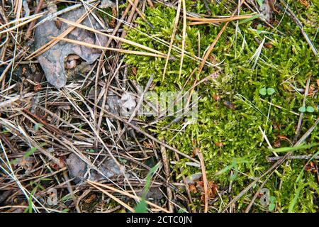 Abgefallene, trockene Nadeln bedecken den Boden. Sommer im subtropischen Wald. Waldökologie. Stockfoto