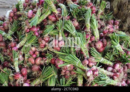 (200922) -- OUIDAH, 22. September 2020 (Xinhua) -- Foto vom 14. September 2020 zeigt geerntete Zwiebeln in Ouidah, Benin. Die Landwirte in Beinin haben seit September eine Erntesaison für landwirtschaftliche Produkte wie Tomaten und Zwiebeln eingeleitet. (Foto von Seraphin Zounyekpe/Xinhua) Stockfoto
