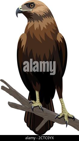vektoradler-Illustration Stock Vektor