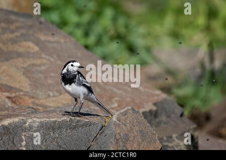 Trauerschnäpper Bachstelze (Motacilla Alba) Stockfoto