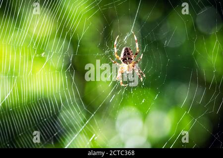 Spinne auf Spinnennetz auf verschwommenem grünen Bäumen Hintergrund. Makroaufnahme. Insektenfotografie Stockfoto