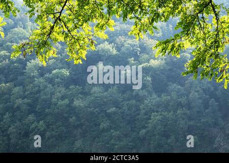 Nahaufnahme Naturansicht von grünen Akazienblättern auf Frühlingszweigen auf verschwommenem Hintergrund im Wald. Copyspace machen Verwendung als natürliche grüne Pflanzen und Ökologie Hintergrund Stockfoto