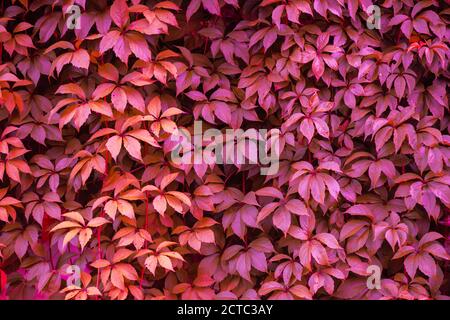 Textur von Efeu Blätter in rosa Farbe getönt. Gartenarbeit Hintergrund Stockfoto