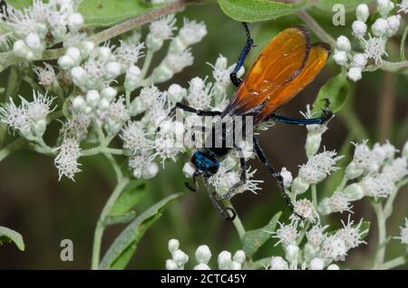 Tarantula Hawk, Pepsis sp., Nahrungssuche auf Latehohling-Vollkrautkraut, Eupatorium serotinum Stockfoto