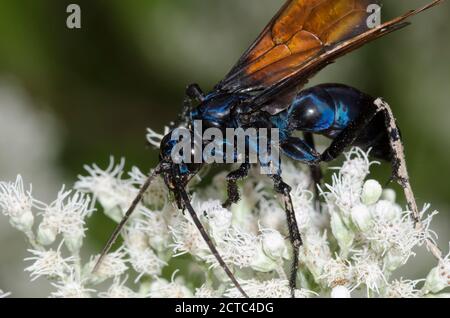 Tarantula Hawk, Pepsis sp., Nahrungssuche auf Latehohling-Vollkrautkraut, Eupatorium serotinum Stockfoto