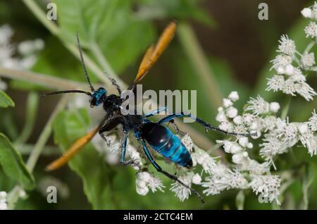 Tarantula Hawk, Pepsis sp., fliegend nach der Nahrungssuche auf Latehohling Thoroughwort, Eupatorium serotinum Stockfoto