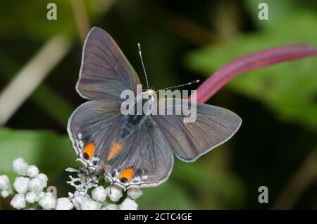 Grauer Hairstreak, Strymon melinus, auf Latehohling-Vollkrautkraut, Eupatorium serotinum Stockfoto