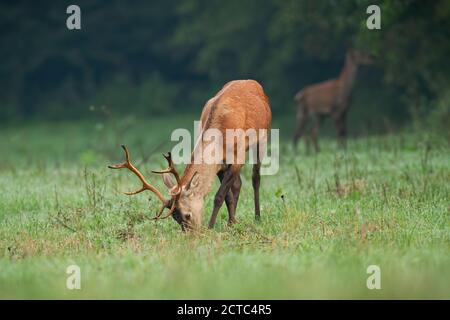 Im Sommer morgens weiden junge Rothirsche auf der Wiese. Stockfoto