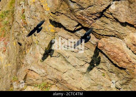 Ein Paar rot geschenkter Choughs am südlichsten Punkt der Llizard Peninsula Cornwall UK. Lateinischer Name ist Pyrrhocorax pyrrhocorax Stockfoto