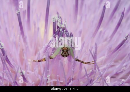 Krabbenspinne, Mecaphesa sp., lauert in Tall Thistle, Cirsium altissimum Stockfoto