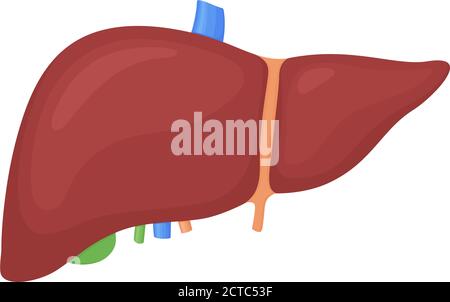 Anatomische bunte menschliche Leber, Gallenblase wissenschaftlich genau auf weißem Hintergrund. Medizinische Wissenschaft Vektor Anatomie Illustration. Stock Vektor