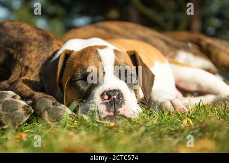 Ein junger Hund, der neben einem erwachsenen Hund schläft Stockfoto