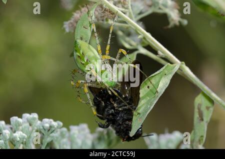 Grüne Luchs-Spinne, Peucetia viridans, Weibchen füttert an gefangener Hummel, Bombus sp. Auf Latehohling-Vollblüter, Eupatorium serotinum Stockfoto