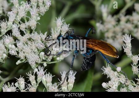 Tarantula Hawk, Pepsis sp., Nahrungssuche auf Latehohling-Vollkrautkraut, Eupatorium serotinum Stockfoto