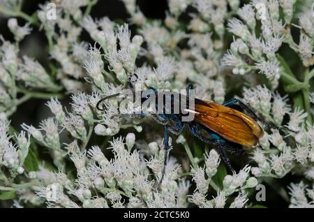 Tarantula Hawk, Pepsis sp., Nahrungssuche auf Latehohling-Vollkrautkraut, Eupatorium serotinum Stockfoto