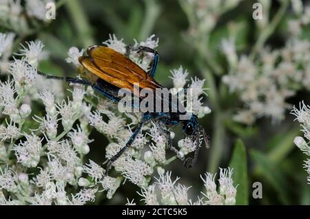 Tarantula Hawk, Pepsis sp., Nahrungssuche auf Latehohling-Vollkrautkraut, Eupatorium serotinum Stockfoto