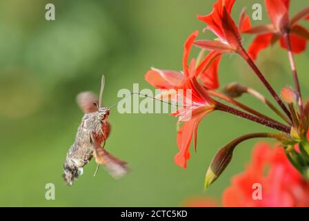 Humming-Vogel Hawk-Motte - Macroglossum stellatarum, schöner kleiner Falkmotte aus europäischen Wiesen, Zlin, Tschechien. Stockfoto