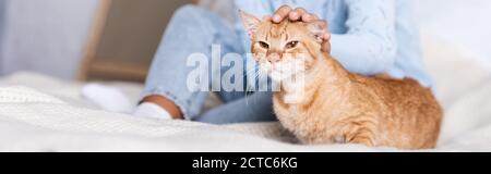 Panoramaaufnahme einer jungen Frau, die auf dem Bett eine Ingwerkatze streicheln Stockfoto