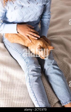 Blick aus der Höhe der Frau streichelte Ingwer Katze auf dem Bett Stockfoto