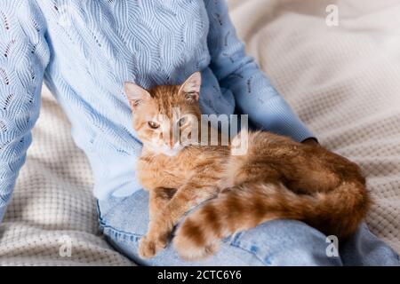 Beschnittene Ansicht der tabby Katze auf Frau auf dem Bett sitzend Stockfoto