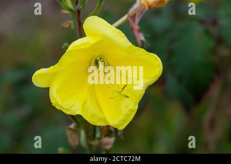 Die Blume einer gewöhnlichen Nachtkerze (Oenothera biennis) Stockfoto