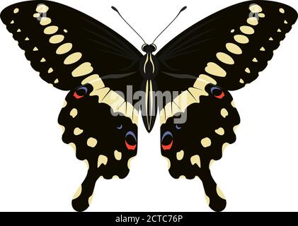 Papilio lormieri Schmetterling (Central Emperor Swallowtail) Vektorgrafik Stock Vektor