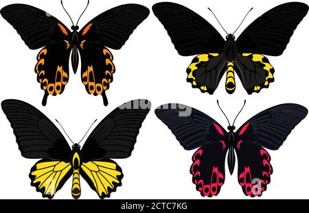 Indonesische Vektor weibliche Vogelflügel Schmetterlinge Stock Vektor