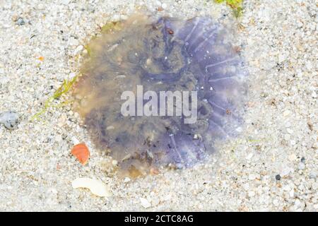 Eine blaue Qualle (Cyanea lamaarckii), die am Strand ausgewaschen ist Stockfoto