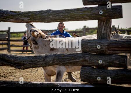 Shepherd versucht, das graue Vieh auf dem Land zu zähmen Ungarn Stockfoto