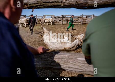 Shepherd versucht, das graue Vieh auf dem Land zu zähmen Ungarn Stockfoto