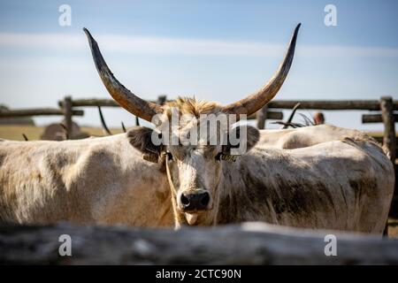 Grauvieh aus dem ländlichen Ungarn Stockfoto