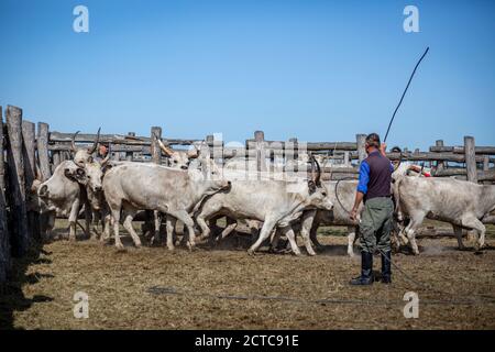 Hirte mit Grauvieh im ländlichen Ungarn Stockfoto