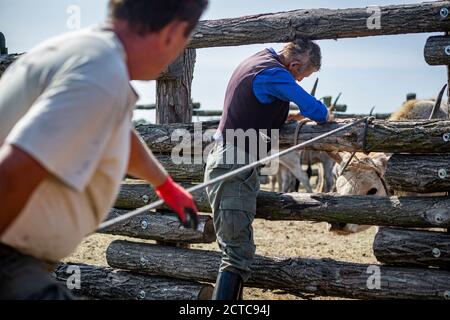 Hirten versuchen hart, das graue Vieh zu binden Die Pole im ländlichen Ungarn Stockfoto