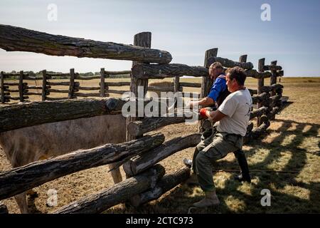 Hirten versuchen hart, das graue Vieh zu binden Die Pole im ländlichen Ungarn Stockfoto