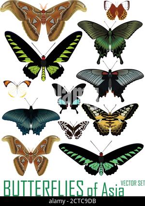 vektor-Set von Schmetterlingen aus Asien isoliert auf weiß Stock Vektor
