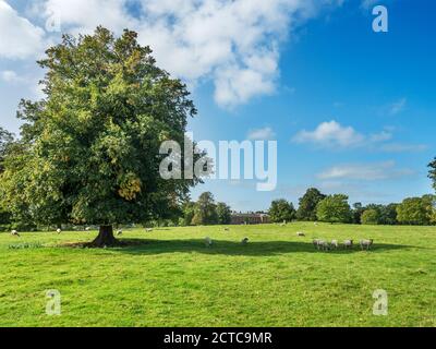 Parklandschaft mit weidenden Schafen im Ribston Park mit Ribston Hall In der Ferne Little Ribston bei Knaresborough North Yorkshire England Stockfoto