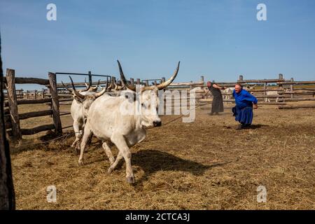 Shepherd versucht, das graue Vieh auf dem Land zu zähmen Ungarn Stockfoto