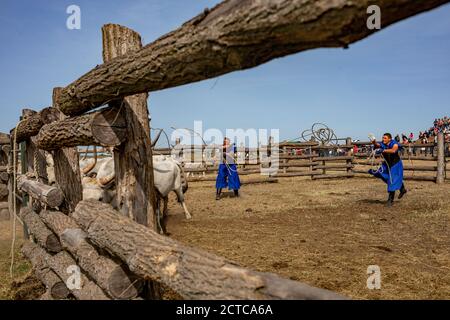 Shepherd versucht, das graue Vieh auf dem Land zu zähmen Ungarn Stockfoto