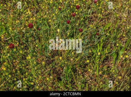 Lebendige rote Karmesinklee Blumen gemischt mit anderen bunten wildblumen, die auf den Boden schauen, machen Hintergründe und Texturen aus der Nähe Oder Hintergrundbild Stockfoto